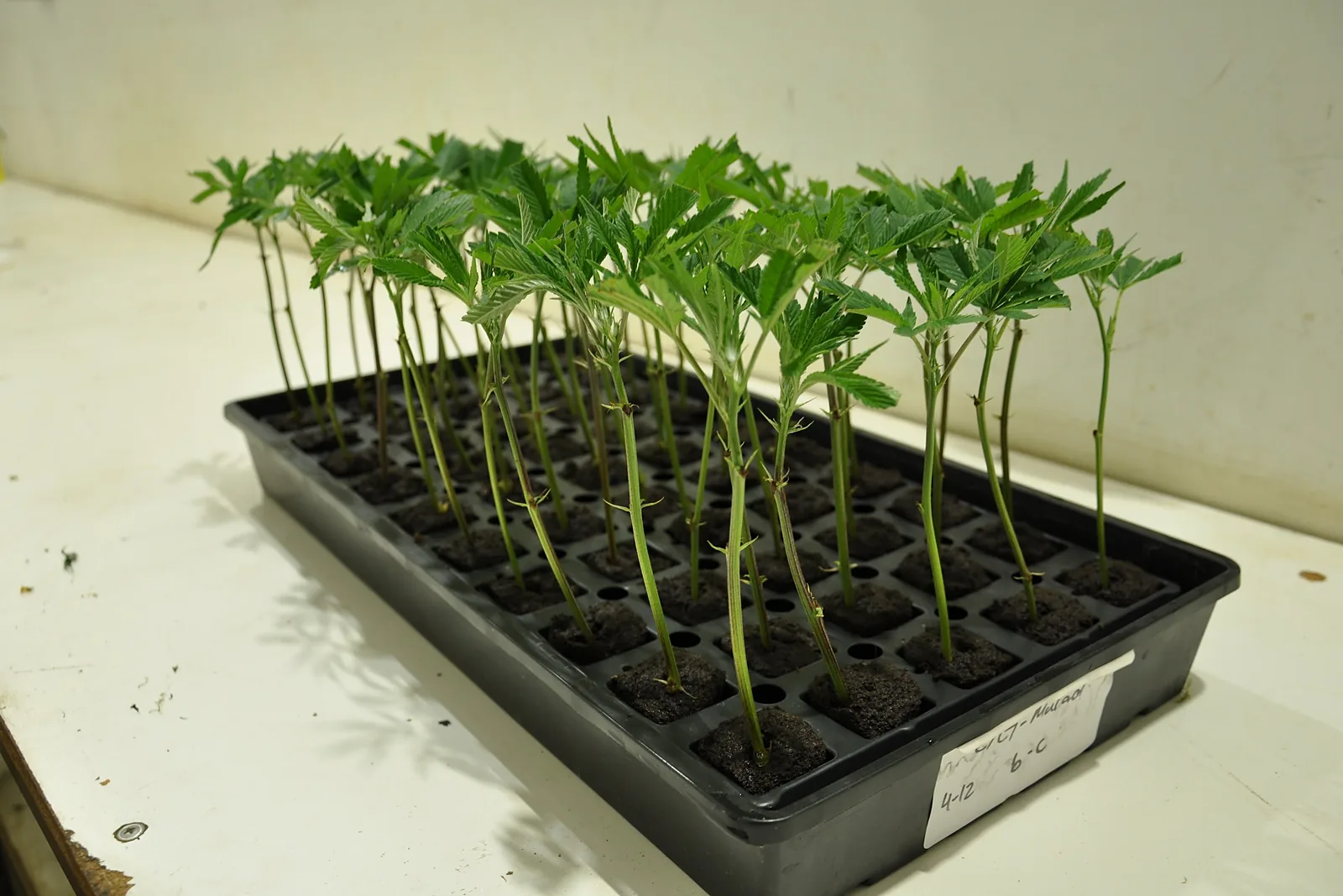 Rooted cannabis clones in a tray at the Cannasseurs Club grow