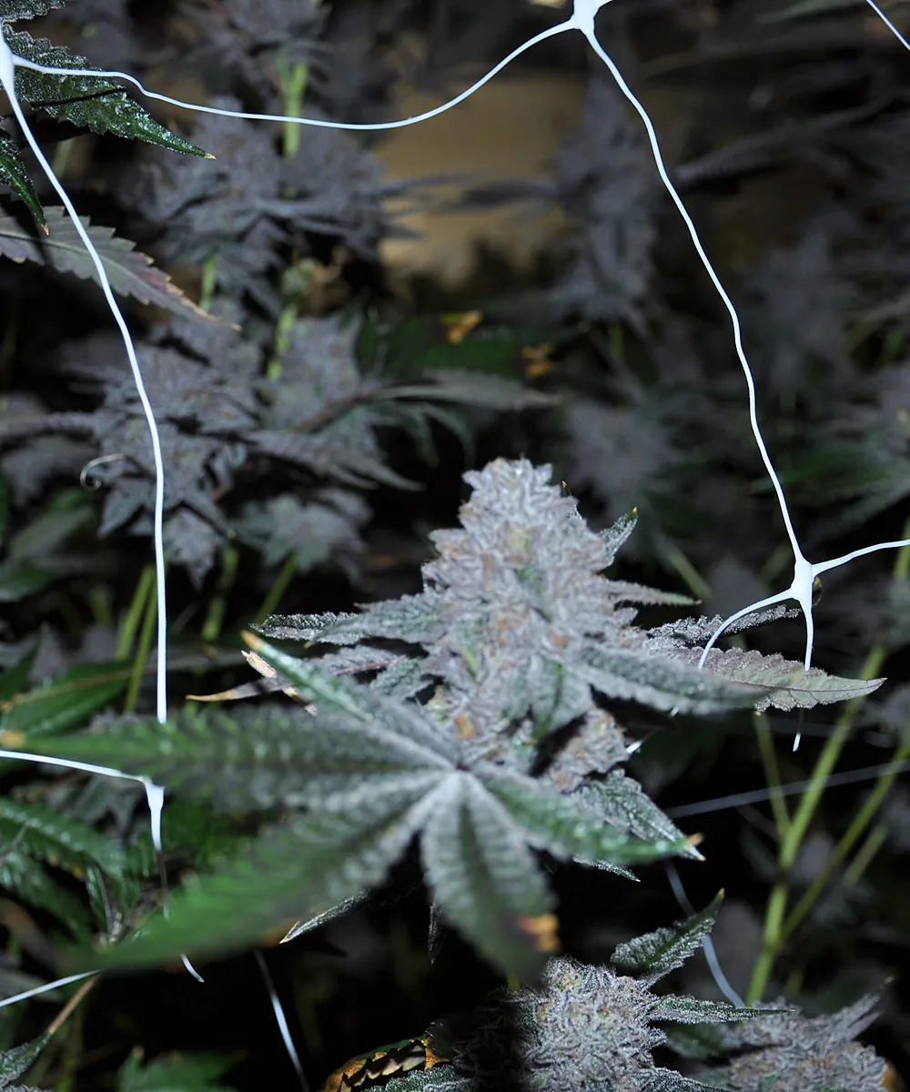 Our Cannabis Cultivation Process: Seed to Sale in North Hollywood, Cannasseurs Club, North Hollywood