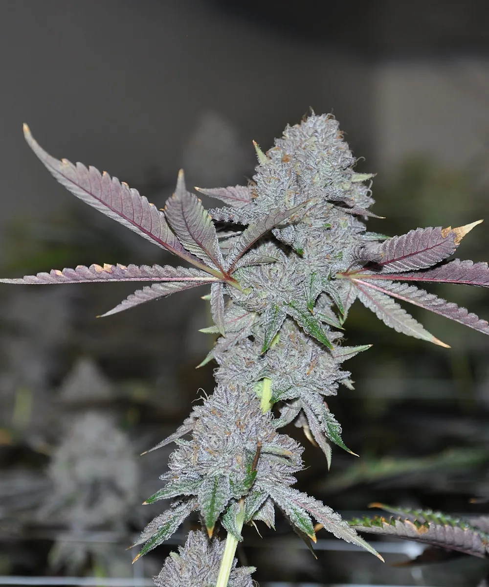Cannasseurs House Flower: Grown In-House in North Hollywood, Cannasseurs Club, North Hollywood
