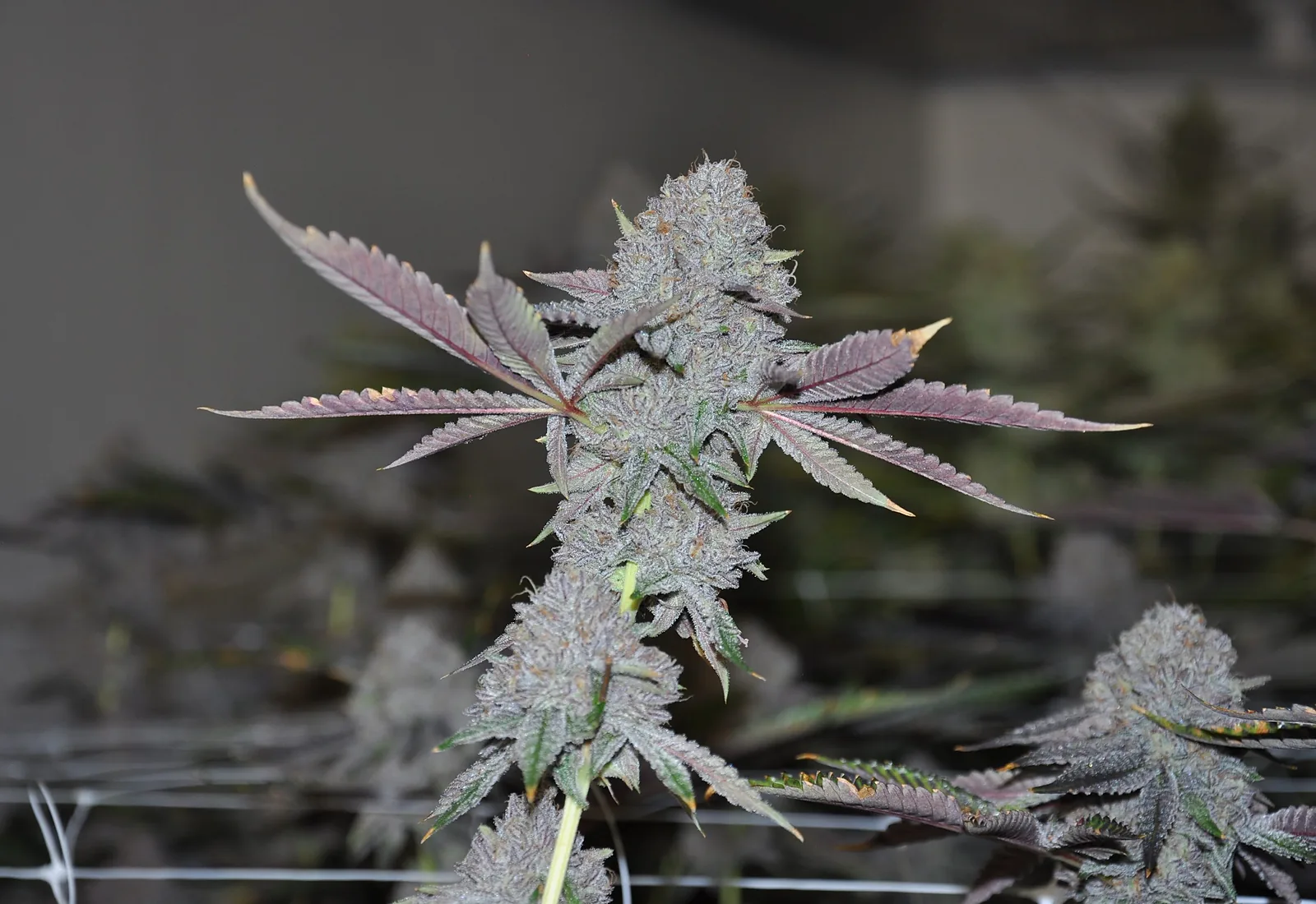 Cannasseurs house cannabis flowering in our indoor grow