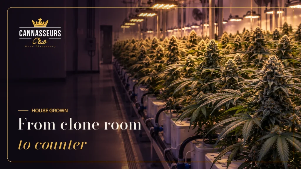 Indoor cannabis grow room behind Cannasseurs house flower