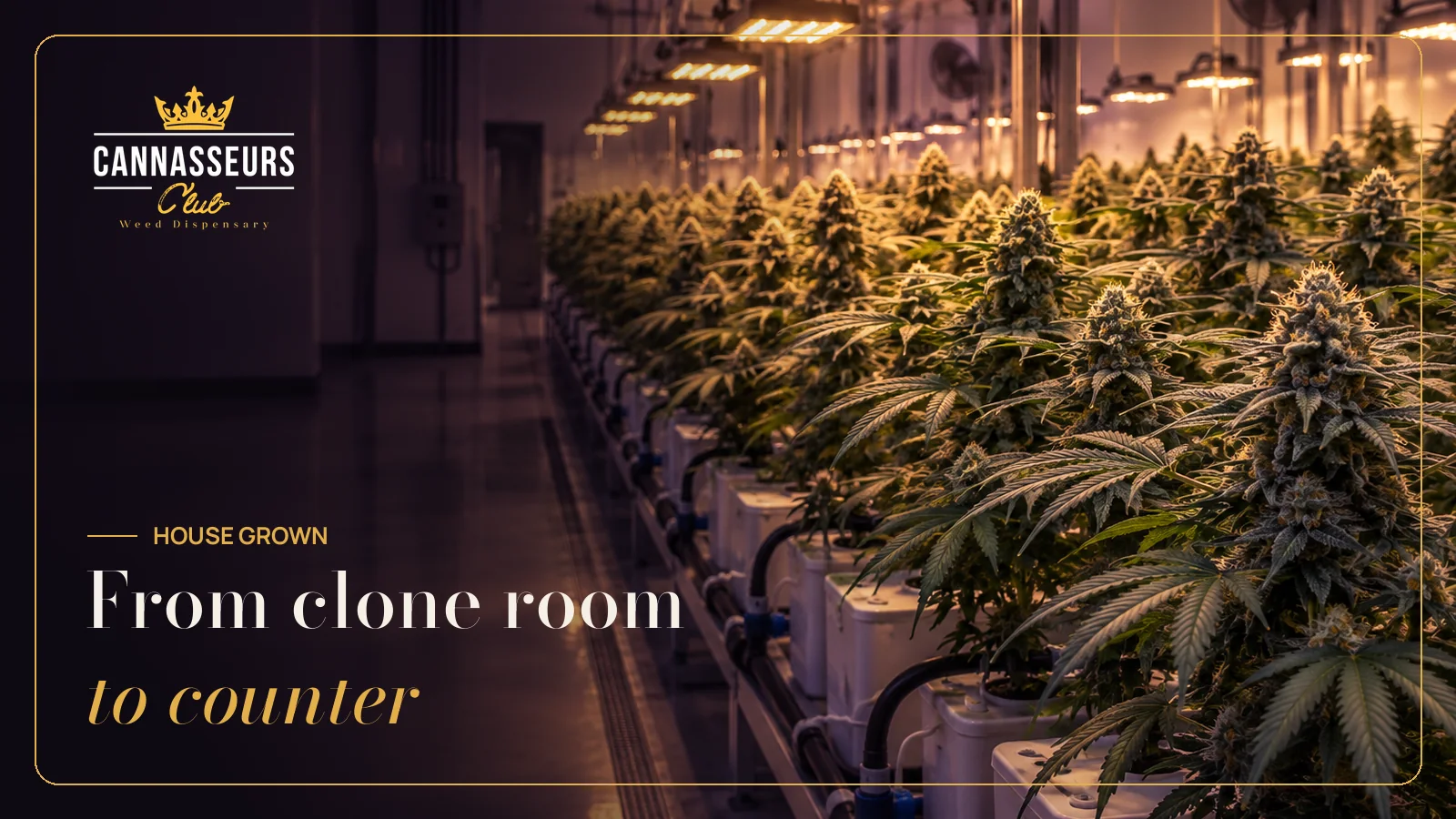 Indoor cannabis grow room behind Cannasseurs house flower